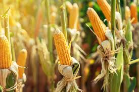 At planting time, fertilize in bands on both sides of the seed row, 2 inches from seed in the furrow, and an inch deeper more tips on how to grow sweet corn. Growing Sweet Corn In Your Organic Garden Nature S Path