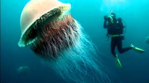 While its taxonomic name is drymonema larsoni, this big jellyfish is called the pink meanie. Rock Friends Jellyfish Classes