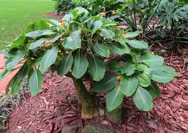Image result for Balsaminaceae