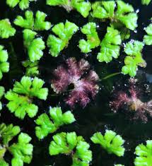 Image result for Centrostachys aquatica