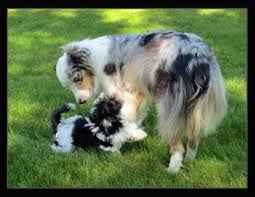 Check spelling or type a new query. Selah Havanese Home Of Health Tested Puppies In Michigan