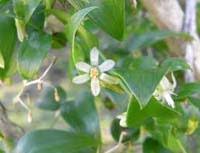 Image result for Asparagus asparagoides