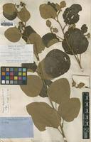 Image result for Azanza lampas