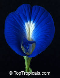 Image result for Clitoria