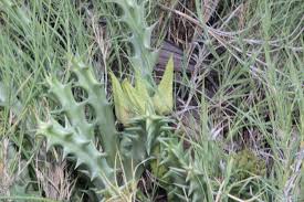 Image result for Orbea lugardii