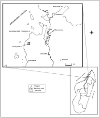 Image result for Erythroxylum platycladum