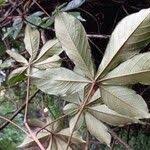 Image result for Vitex ferruginea