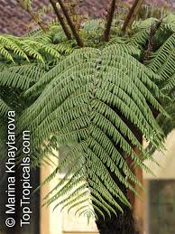 Image result for Cyphia brachyandra