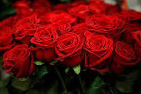 Lots of people like to send anniversary flowers or to mark a one year. The Price Of Love Valentine S Day Roses Harm Environment Daily Sabah