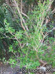 Image result for Commiphora caerulea