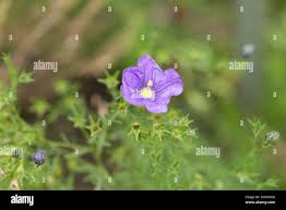 Image result for Nierembergia hippomanica