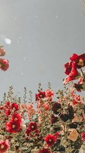 Find the best and most beautiful flower wallpapers and images! Download Wallpaper Aesthetic Flower Hd Cikimm Com