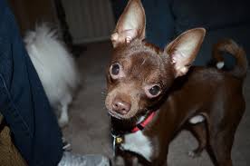 Long Legged Deer Chihuahua Deer Chihuahua Chihuahua Chihuahua Puppies