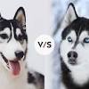 Review how much siberian husky puppies for sale sell for below. 3