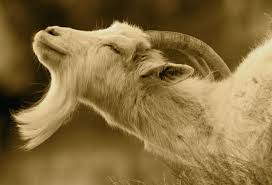 Image result for happy goat