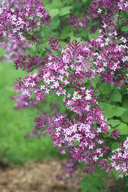 Japonica, the second is paeonia suffruticosa. Bloomerang Dark Purple Reblooming Lilac Syringa X Proven Winners
