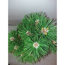 Mie imi va fi foarte usor sa scot data nasterii din sirul de numere si sa obtin codul corect. Pin Negru Sycow Negru 30 40 Cm Emag Ro