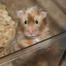 Syrian Hamster Dove Satin Long Haired Gallery Of Hamster Colors Dixie Dust Hamsters Syrian Hamster Bear Hamster Hamster