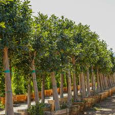 Image result for Ficus variifolia
