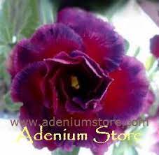 Rare Adenium Obesum Triple Black Beauty 5 Seeds Adenium Beautiful Flowers Flowers