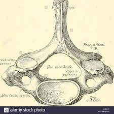 Die Topographische Und Descriptif Pot Des Menschen 73 Der Siebente Halswirbel Vertebre Prominens Von Oben Die Dornfortsatze Halswirbels Des Dritten Bis Siebenten Nehmen Nach Oben Un Lange Zu Die Zacken