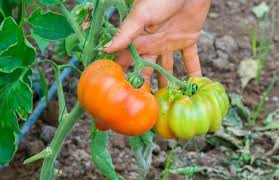 How many bags does it take to fill up. Square Foot Gardening Tomatoes 7 Ultimate Tips Gardening Tips And Tricks