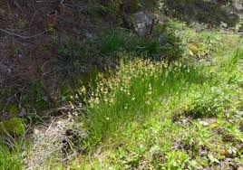 Image result for Juncus exsertus