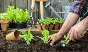 Comment Repiquer Ses Semis De Legumes Au Potager Avec Images Potager Printemps Jardin De Legumes Astuces De Jardinage Bio