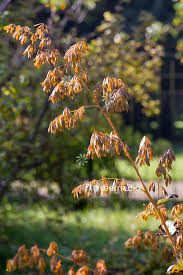 Image result for Macleaya