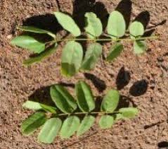 Image result for Pericopsis