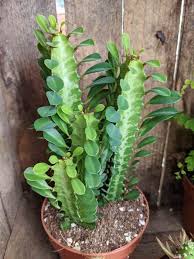 Image result for Euphorbia kilwana