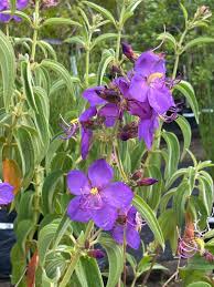 Image result for Dissotis princeps