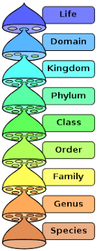 Bacterial Taxonomy Wikipedia