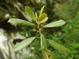 Image result for Erythrococca ulugurensis