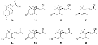 Image result for Artabotrys likimensis