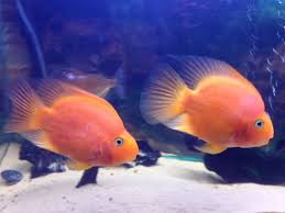 Image result for blood parrot cichlid