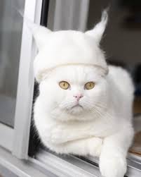 Thurston waffles is a cat that is invading the meme world! Cats In Hats Made From Their Own Hair Bored Panda