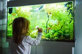 I tried putting some plants from the big tank in this one, but little guy wouldn't have it. Is Fish Tank In Bedroom Considered Bad Feng Shui Feng Shui Beginner
