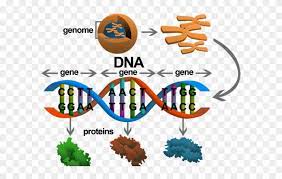May 17, 2021 · proteins that predict future dementia, alzheimer's risk, identified: Dna To Gene To Protein To Trait Proteinwalls
