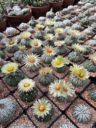 Image result for Centrostigma