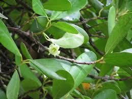 Image result for Brexia