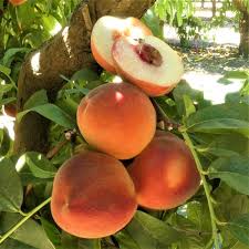 You could put an early peach in the same hole as the indian free and it will act as a pollinator for the indian free and also produce peaches earlier in the season. 30 Peach Tree Varieties Types Of Peach Trees