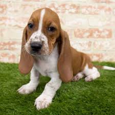 Basset hound dogs and puppies from south carolina breeders by dogsnow.com, part of the equinenow.com, llc group of websites. Basset Hound Puppy For Sale Pet Zone Albany