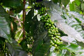 à¸à¸¥à¸à¸²à¸£à¸à¹à¸à¸«à¸²à¸£à¸¹à¸à¸ à¸²à¸à¸ªà¸³à¸«à¸£à¸±à¸ à¸à¸²à¸£à¸à¸¹à¹à¸¥à¸à¸²à¹à¸