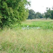 Image result for Limnophyton obtusifolium