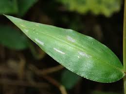 Image result for Pseudechinolaena polystachya