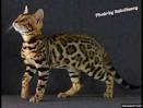 Bengal Cat Breeders & Rescues Directory | Bengalcats.co