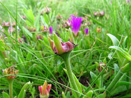 Image result for Vernonia schlechteri