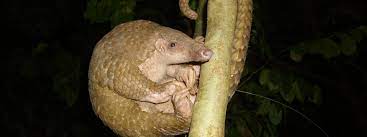 Philippine Pangolin Asian Species Action Partnership