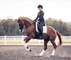 Compare prices & read reviews on top brands & products in home & garden, clothing & accessories, sports & outdoors, electronics & more! Dressage Stallion Explore Tumblr Posts And Blogs Tumgir